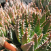 Jardín de Cactus[060] resize