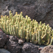 Jardín de Cactus[168] resize