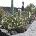 Jardín de Cactus[171] resize