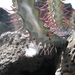Jardín de Cactus[300] resize