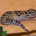1355 gekko