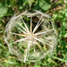 Nagy bakszakáll (Tragopogon dupius)