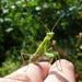 Imádkozó sáska (Mantis religiosa) V