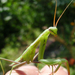 Imádkozó sáska (Mantis religiosa) VI