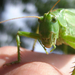 Zöld lombszöcske (Tettigonia viridissima) III