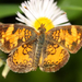 Pearl crescent 09 (Medium)