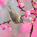 bird-at-spring (Medium)