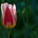 Tulipán BBCC