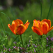 Késői tulipánok