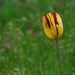 Az utolsó tulipánMMLL