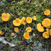 Gomba Chanterelle-mushroom-patch-close-up