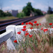 Poppies at the station - Canon EOS 3 Canon 50mm f/1.4 Kodak Ekta