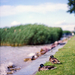 Ducks at the Balaton - Canon EOS 3 Canon EF 85mm f/1.8 Kodak Por