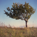 lone tree - Hasselblad 500C/M Carl Zeiss Planar 80mm f/2.8 Kodak