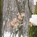 winter in the woods - Minolta Dynax 7 Minolta AF 50mm f1.7 1/60 