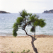 beach tree - Minolta Dynax 7 Minolta 70-210 f4 beercan Fuji c200