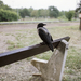 calm crow - Konica Hexar AF Kodak Vision 3 50D