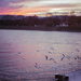 sunset with seagulls over the Danube - Leica M2 Fuji Superia 400