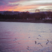 sunset with seagulls over the Danube - Leica M2 Fuji Superia 400