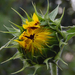 sunflower6