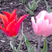 ... tulipánok.