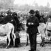 Állatvásár Kecskeméten, 1910-es évek.