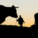 Napnyugtakor hajtja hazafelé az állatokat a tehénpásztor.