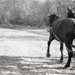 Befogott lovak szekér előtt. 1961. 1200x748.png