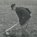 Idős ember kukoricakapálás közben. Szank, 1960. 802x1200