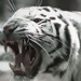 2k-fullhd-hatterkep-wallpaper-mosaicon-feher-tigris-58387438 lar