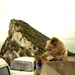 564-A szikla és a majom