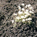 276-Virágzik a láva - Etna