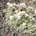 277-Virágzik a lávamező - Etna