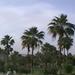 0064 - Aqaba -Pálma-liget