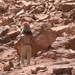 0128 - Wadi Rum -Lawrence-forrás felé