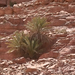 0139 - Wadi Rum -