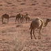 0168 - Wadi Rum -Tevék