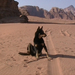 0179 - Wadi Rum -Tiger a kutya