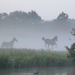 190 - Rijnsburg - Hajnali köd