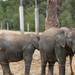123 - Zoo Park - Elefántok