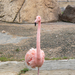 117 - Zoo Park - Flamingo