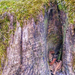 Odu egy fa maradványában