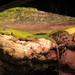 EMERALD SWIFT LIZARD. MALE.