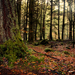 Birnam Woods In November 6