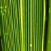 palm leaf macro