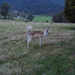 Album - Mount Beauty