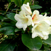 az utolsó fehér rododendron