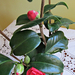 .Camellia japonica(japán kamélia):
