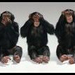 csimpanz chimpanzee03