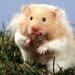 horcsog hamster06